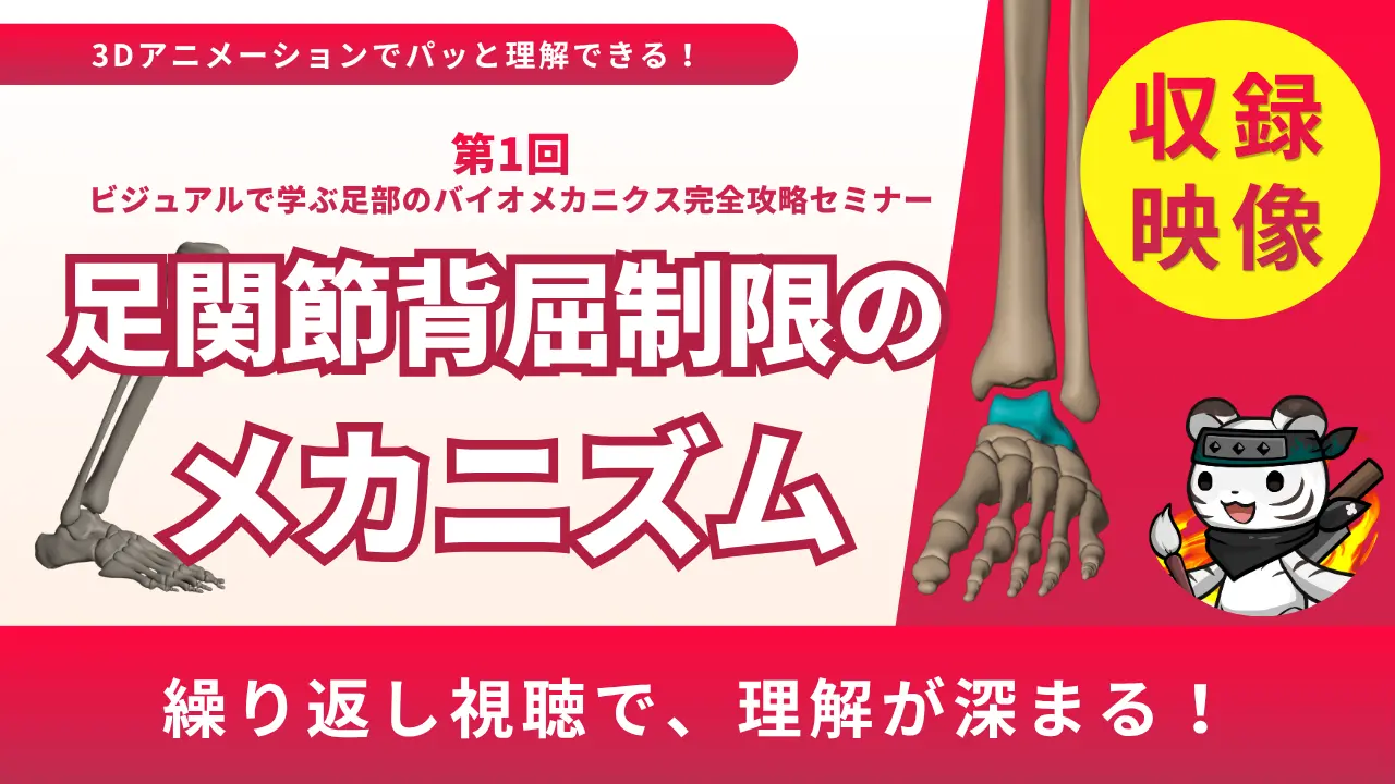 足関節背屈制限のメカニズム 〜 第1回ビジュアルで学ぶ足部のバイオメカニクス完全攻略セミナー〜